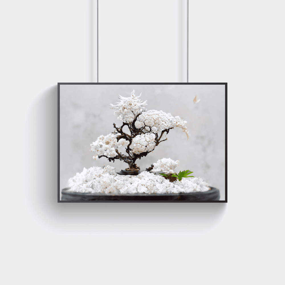 wintrer bonsai 3 1x